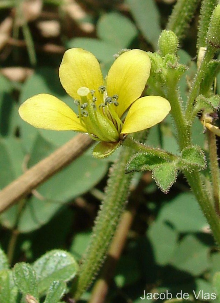 Cleome viscosa L.
